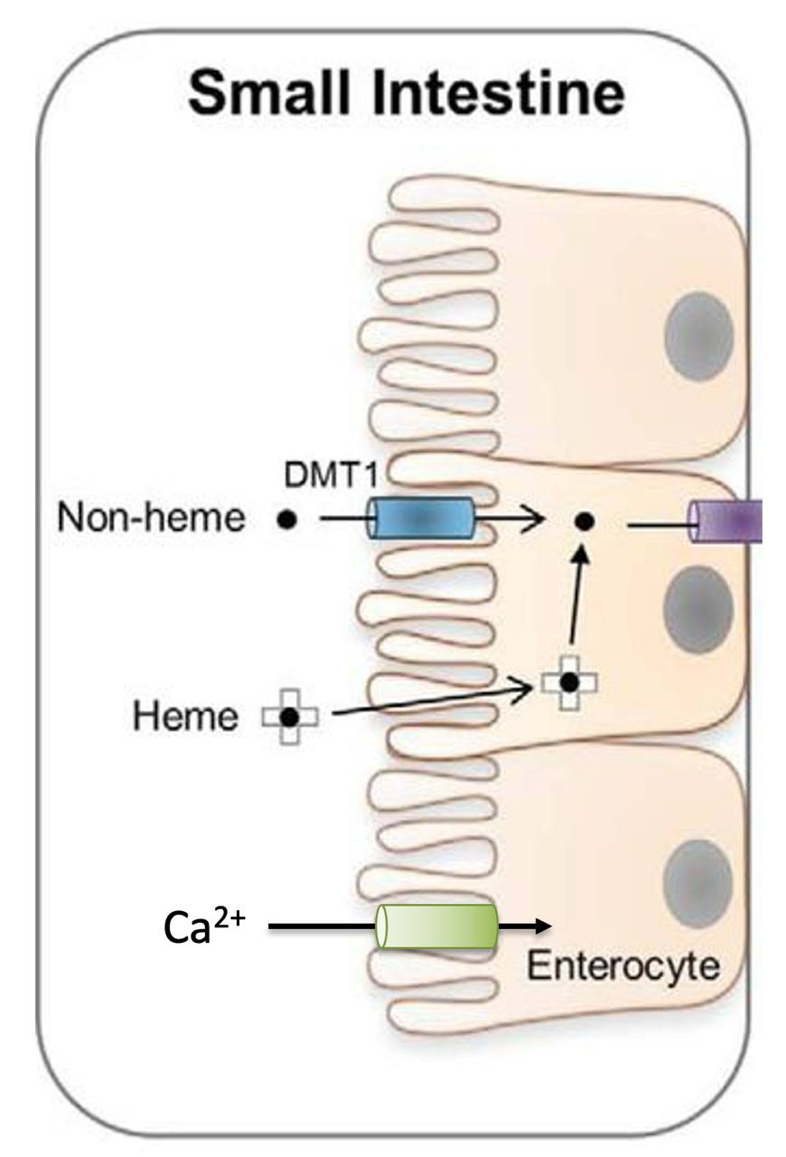 Iron and calcium transporters in the small intestine enterocyte